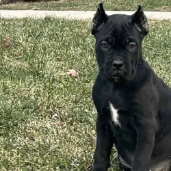 Cane Corso puppies