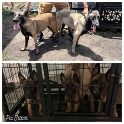 Belgian Malinois puppies