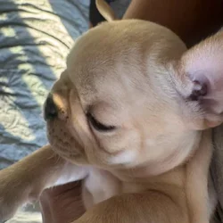 French Bulldog Puppies