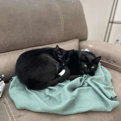 I have 3 cats that need a new home ASAP