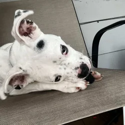 1.7 year old pit bull terrier in need of good home