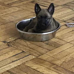 Free Belgian Malinois pups 2 females left 10 weeks