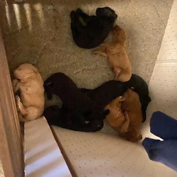 Goldendoodle Puppies