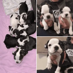 Purebred Boston Terrier Puppies