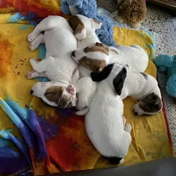 7 week Jack Russel shorty puppies