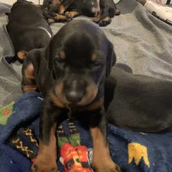 European Doberman Pinscher Puppies