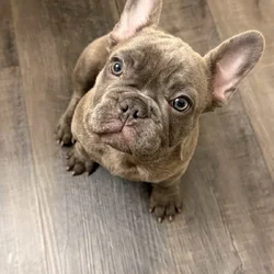 French bull dog puppy