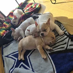 French bulldogs male