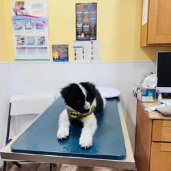 Smart & Adorable Black & White Border Collie Puppy