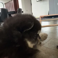 Pomeranian pups