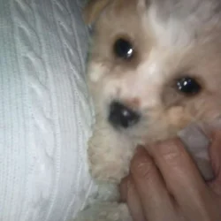 Maltipoo puppy