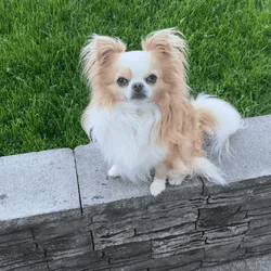 Long Hair Male Chihuahua