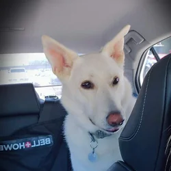 Rehome Dog