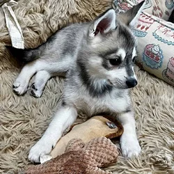 Alaskan Klee Kai