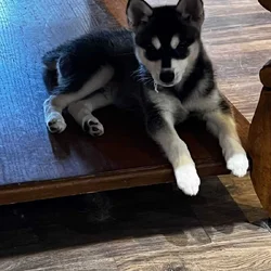 Alaskan Klee Kai Registered