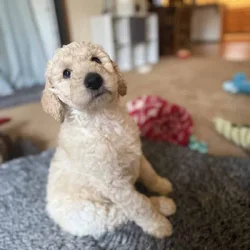 Standard Poodle puppies