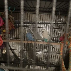 Two Parakeets for $75 plus cage and toys