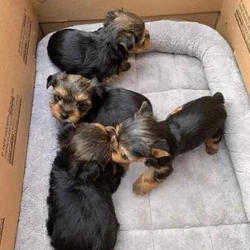 Yorkies puppies for rehoming