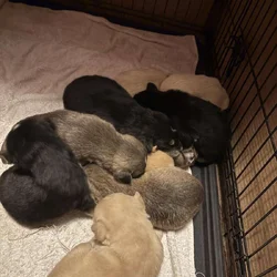 Goberian puppies