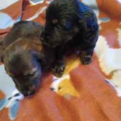 Dachshunds pups