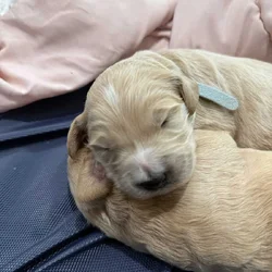 Goldendoodle Puppies - Super Cute!