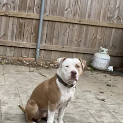 Friendly Pitbull