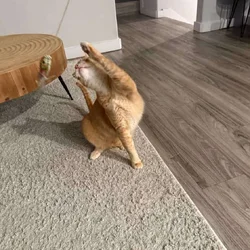 1 year old American Short hair cat (Orange) Free!
