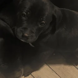 Lab retriever mix with pitbull