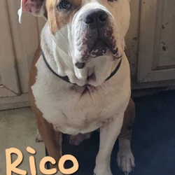 Gorgeous Bully