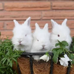 Angora Kits