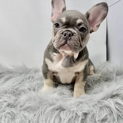 French bulldogs