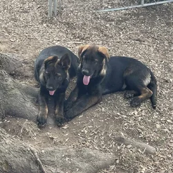 AKC GERMAN SHEPHERD PUPPIES