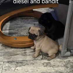 Pug puppies