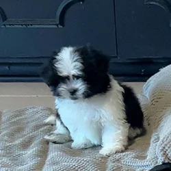 Shih Tzu 2 months old male
