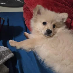 Pomeranian puppy