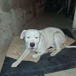 Free Dog