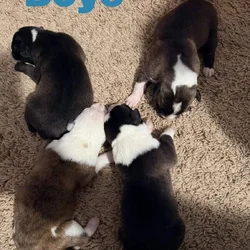 Male Puppies