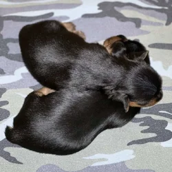 Bring your 2026 in with a cute cuddly puppy