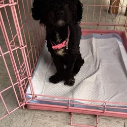 STUNNING Bichpoo Seeking her Forever person