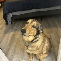 German Shepard/ Labrador Mix (f)