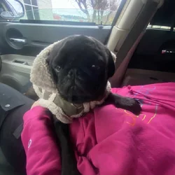 Pug rehome
