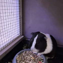 Free Guinea pigs and supplies