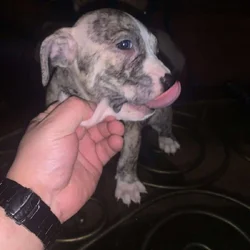 Red nose Puppies for sale