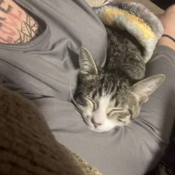 Kitten needs a good home