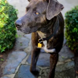 Adoring Loyal Dog! Look into His Amber Eyes
