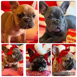 AKC registered French Bulldog puppies