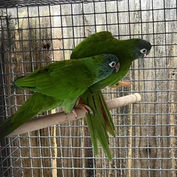 Blue Crown Conure Pairs