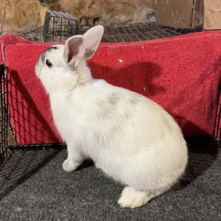Mini Rex