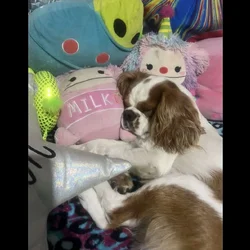 King Charles cavalier