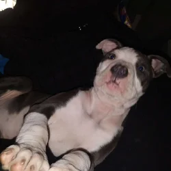 Blue and fawn pitty pups